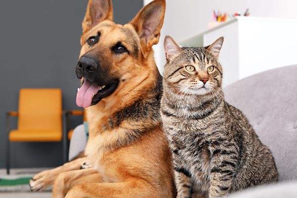 Healthy Pets with Haarlem Oil